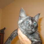 Otis, Savannah, Male, Smoke DOB 4/7/17