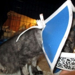 Otis, Savannah, Male, Smoke DOB 4/7/17