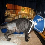 Otis, Savannah, Male, Smoke DOB 4/7/17