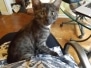 Pamu Egyptian Mau Smoke Male DOB 3-20-17