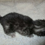 Pamu, Egyptian Mau, Smoke Male DOB 3-20-17