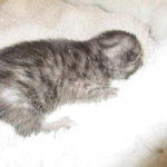 Pamu, Egyptian Mau, Smoke Male DOB 3-20-17