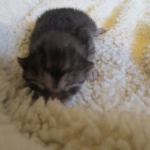 Pamu, Egyptian Mau, Smoke Male DOB 3-20-17