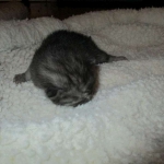 Pamu, Egyptian Mau, Smoke Male DOB 3-20-17