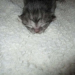 Pamu, Egyptian Mau, Smoke Male DOB 3-20-17