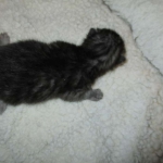 Pamu, Egyptian Mau, Smoke Male DOB 3-20-17