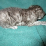 Pamu, Egyptian Mau, Smoke Male DOB 3-20-17