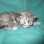 Pamu, Egyptian Mau, Smoke Male DOB 3-20-17