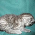 Pamu, Egyptian Mau, Smoke Male DOB 3-20-17
