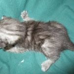 Pamu, Egyptian Mau, Smoke Male DOB 3-20-17