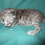 Pamu, Egyptian Mau, Smoke Male DOB 3-20-17