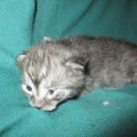 Pamu, Egyptian Mau, Smoke Male DOB 3-20-17