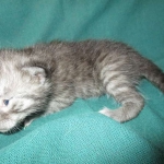 Pamu, Egyptian Mau, Smoke Male DOB 3-20-17