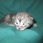 Pamu, Egyptian Mau, Smoke Male DOB 3-20-17