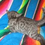 Pamu, Egyptian Mau, Smoke Male DOB 3-20-17