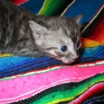 Pamu, Egyptian Mau, Smoke Male DOB 3-20-17