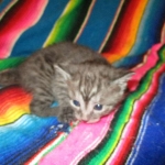 Pamu, Egyptian Mau, Smoke Male DOB 3-20-17