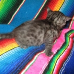 Pamu, Egyptian Mau, Smoke Male DOB 3-20-17
