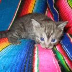 Pamu, Egyptian Mau, Smoke Male DOB 3-20-17