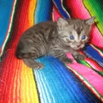 Pamu, Egyptian Mau, Smoke Male DOB 3-20-17