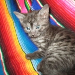 Pamu, Egyptian Mau, Smoke Male DOB 3-20-17