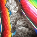 Pamu, Egyptian Mau, Smoke Male DOB 3-20-17