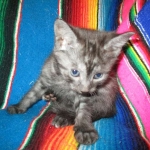 Pamu, Egyptian Mau, Smoke Male DOB 3-20-17