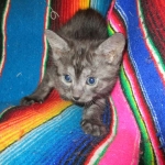 Pamu, Egyptian Mau, Smoke Male DOB 3-20-17