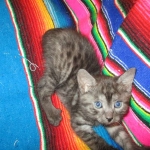 Pamu, Egyptian Mau, Smoke Male DOB 3-20-17