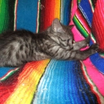 Pamu, Egyptian Mau, Smoke Male DOB 3-20-17