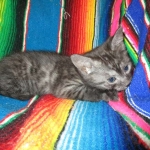 Pamu, Egyptian Mau, Smoke Male DOB 3-20-17