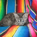 Pamu, Egyptian Mau, Smoke Male DOB 3-20-17