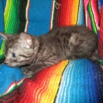 Pamu, Egyptian Mau, Smoke Male DOB 3-20-17