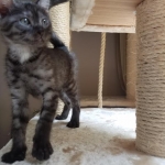 Pamu, Egyptian Mau, Smoke Male DOB 3-20-17)