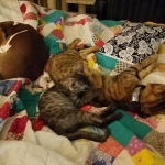 Pamu, Egyptian Mau, Smoke Male DOB 3-20-17