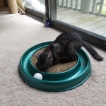 Pamu, Egyptian Mau, Smoke Male DOB 3-20-17