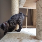Pamu, Egyptian Mau, Smoke Male DOB 3-20-17