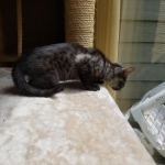 Pamu, Egyptian Mau, Smoke Male DOB 3-20-17