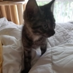 Pamu, Egyptian Mau, Smoke Male DOB 3-20-17