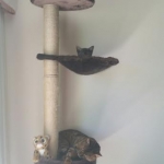 Pamu, Egyptian Mau, Smoke Male DOB 3-20-17