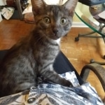 Pamu, Egyptian Mau, Smoke Male DOB 3-20-17