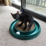 Pamu, Egyptian Mau, Smoke Male DOB 3-20-17