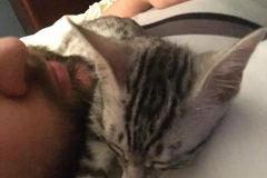 Penny Silver Egyptian Mau female #2 DOB 9-11-15