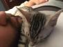 Penny Silver Egyptian Mau female #2 DOB 9-11-15