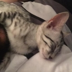 9b3653ab-a5f3-4b4d-bab3-248cf1d33836