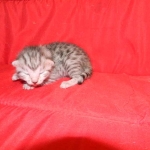 Penny Silver Egyptian Mau female #2 DOB 9-11-15