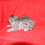 Penny Silver Egyptian Mau female #2 DOB 9-11-15