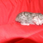 Penny Silver Egyptian Mau female #2 DOB 9-11-15