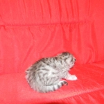 Penny Silver Egyptian Mau female #2 DOB 9-11-15