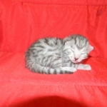 Penny Silver Egyptian Mau female #2 DOB 9-11-15